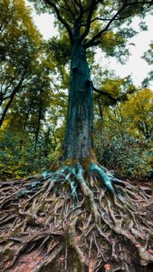 Tree with Roots